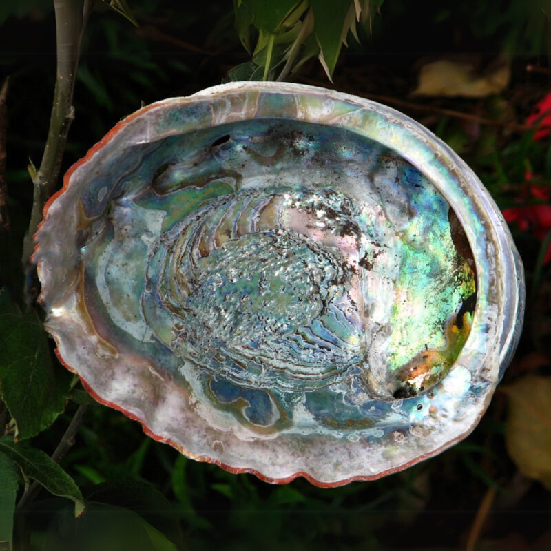 abalone