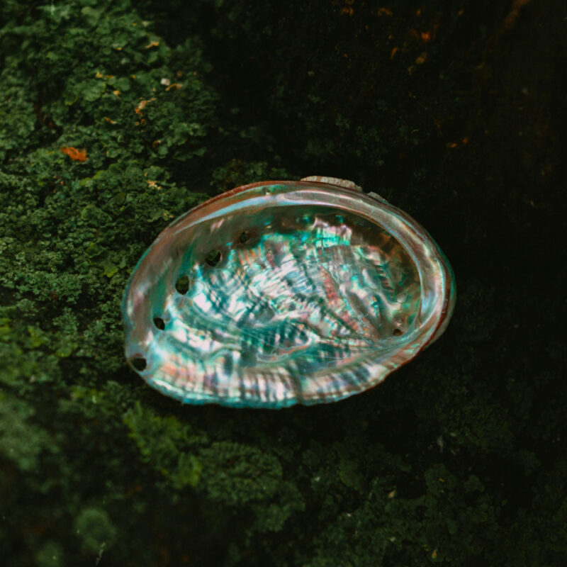 abalone